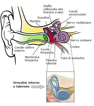 Grafico che rappresenta l'anatomia dell'orecchio umano